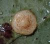 Neuroterus quercusbaccarum